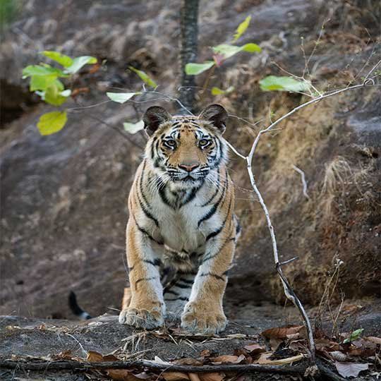 Ultimate Tiger Safari Tour Indian Wildlife Safari Package