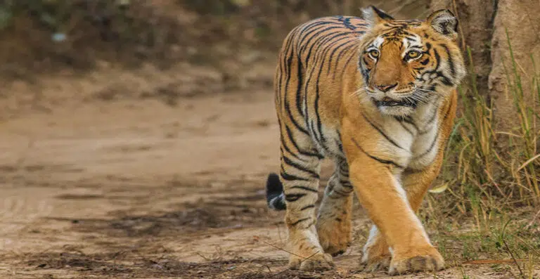 Tiger of Jim Corbett National Park