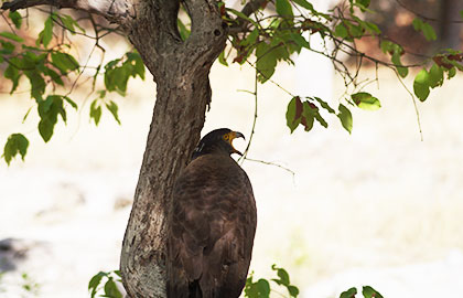 Bird of Bandhavgarh National Park