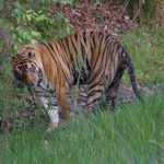 Tiger - Bandhavgarh National Park - Safari Tours India