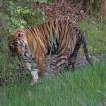 Tiger - Bandhavgarh National Park - Safari Tours India