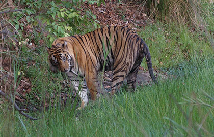 Bandhavgarh National Park