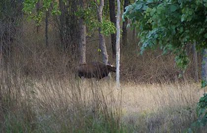 Wildlife of Bandhavgarh National park