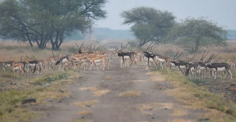 Blackbuck National Park - Velavadar National Park