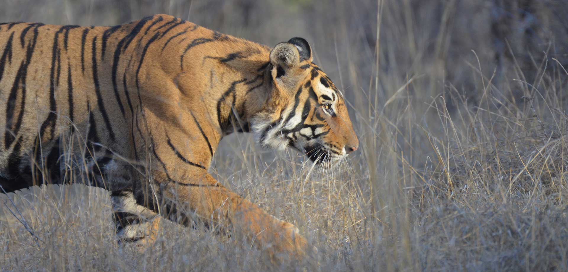 Contact - Tiger Safari Tours in India