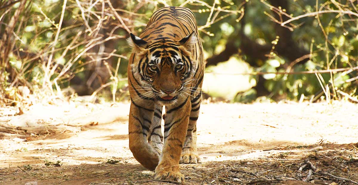 Contact - Tiger Safari Tours India