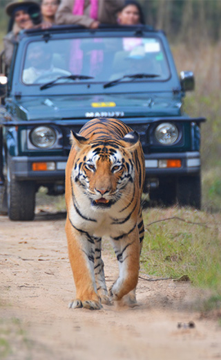 Wildlife Tour Operator - Tiger Safari Tours India
