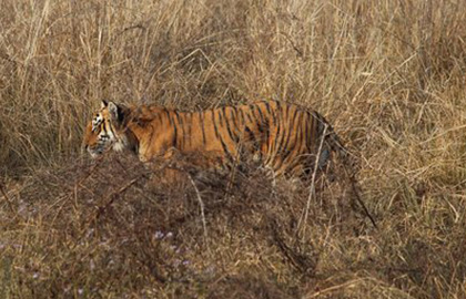 Jim Corbett National Park - Tiger Safari Tours India