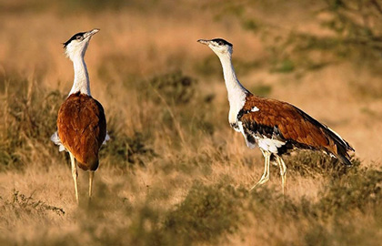 Desert National Park Near Jaisalmer