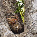 Owl at Kanha National Park
