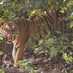 Tiger of Kanha National Park Roaring