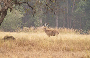 Travel Guide Kanha National Park