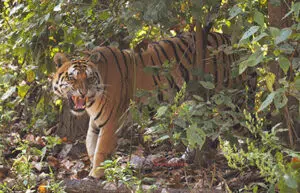 Travel Guide Kanha National Park