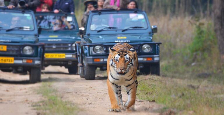 Traveler during jeep safari walking and taking phorograph of tiger walking at Kanha National Park