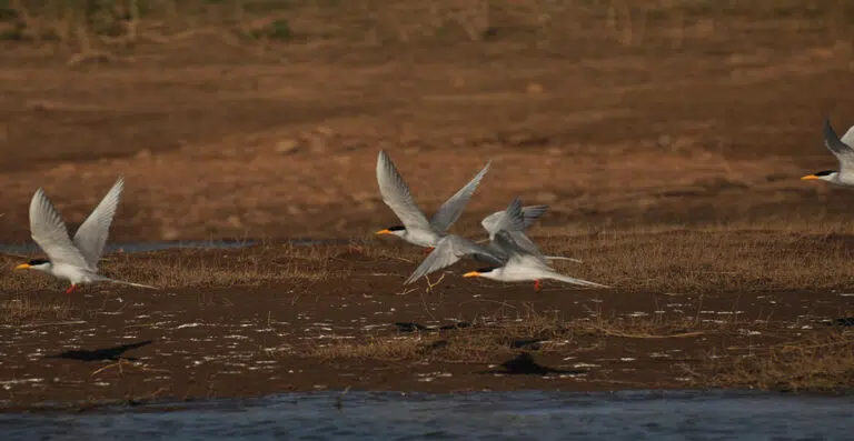 Birds of satpura national park