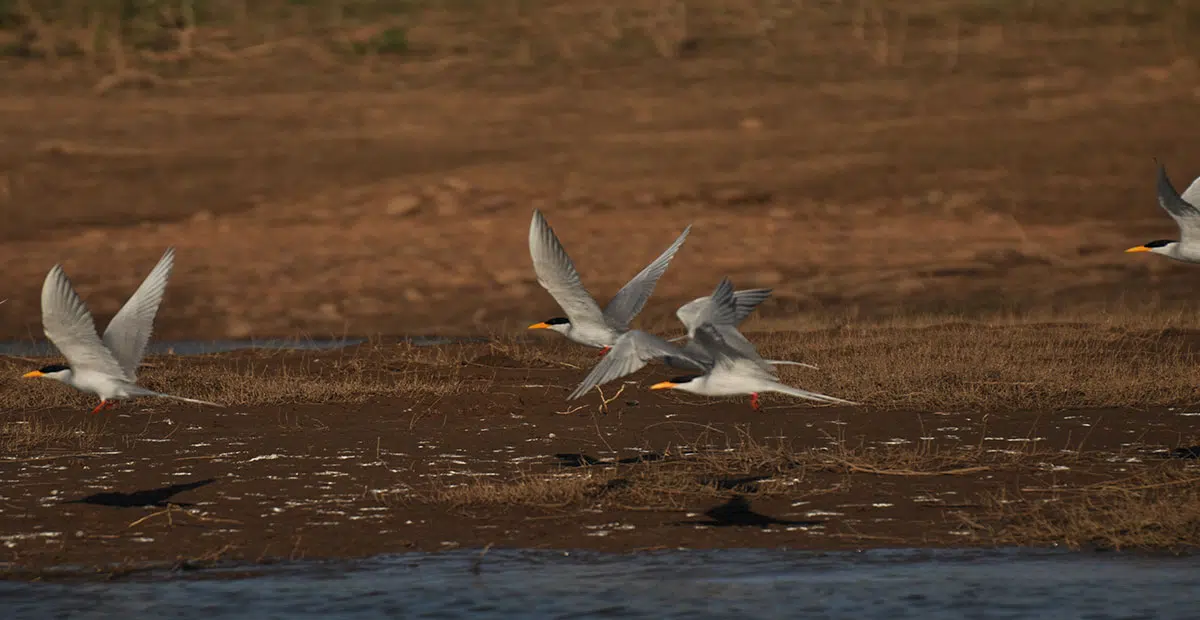 Birds of satpura national park