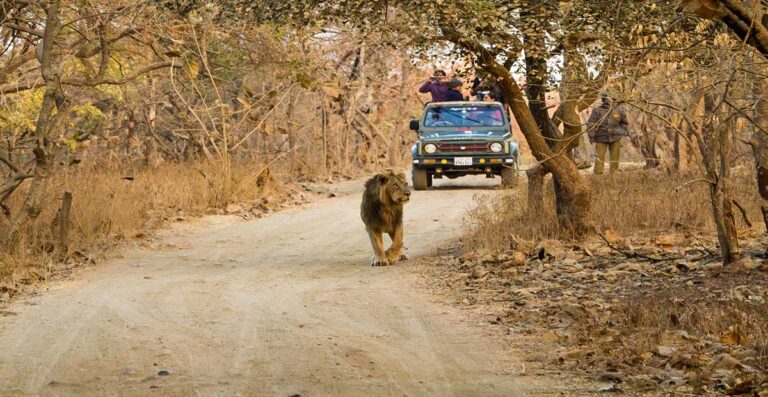 Lion walking and at back travelers taking photograph in jeep during wild life safari