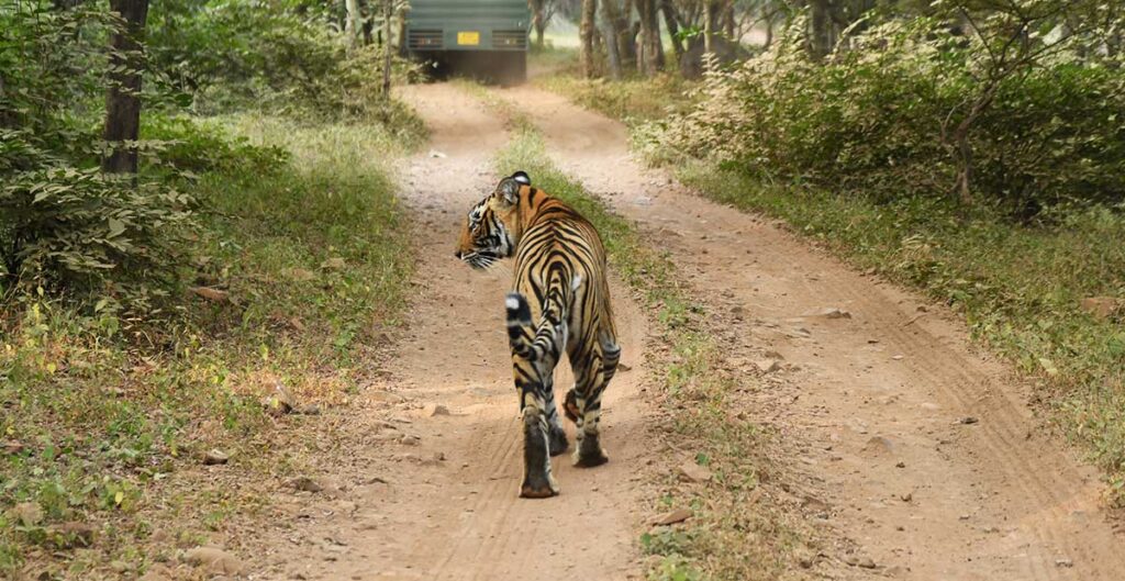 Tiger walking at ranthambore national park