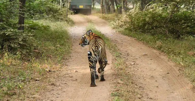 Ranthambore National Park