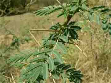 Babul (Accasia nilotica)
