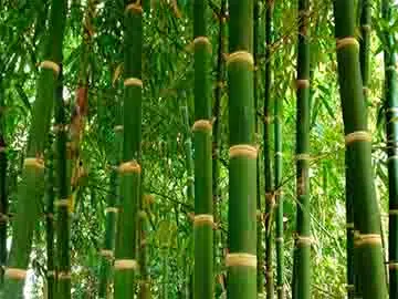 Bamboo (Bambusoideae)