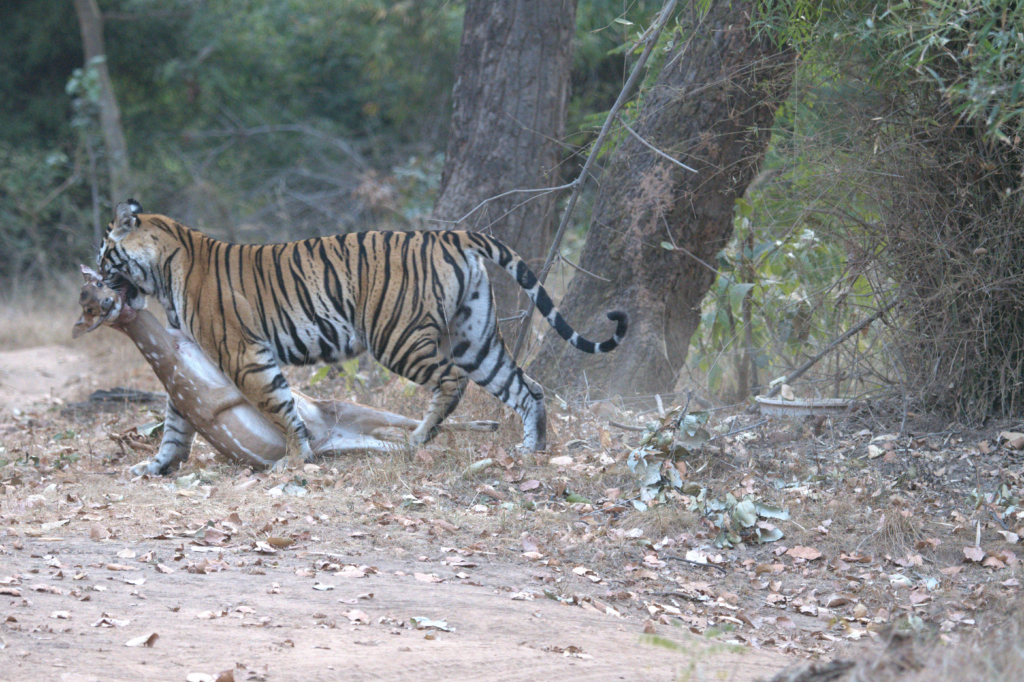 Tracking Tigers on India Safari