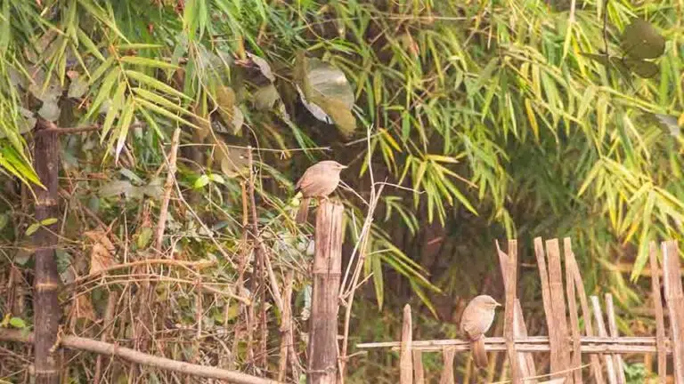 Two brown birds perched on a wooden fence, surrounded by lush green foliage.