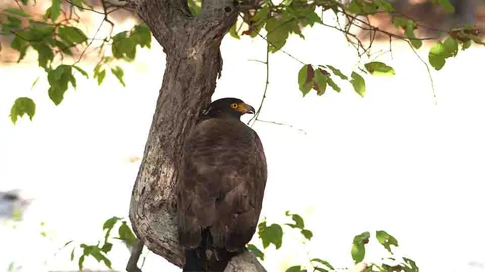 A large, brown eagle with yellow eyes is perched on a tree branch. It is looking to the side, and its feathers are ruffled.