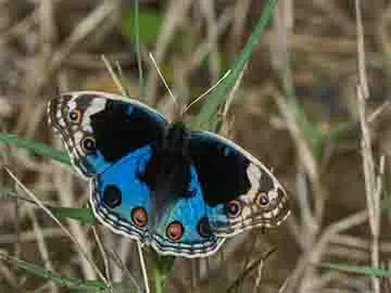 Blue Pansy