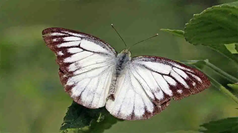 Butterflies of Bandhavgarh