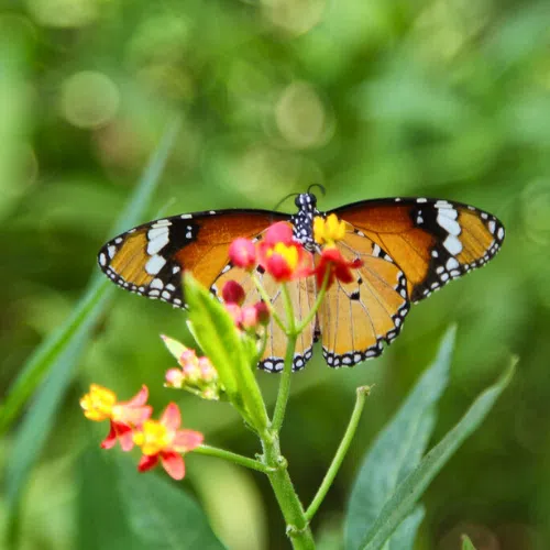 A butterfly enjoying the sweet nectar of a flower in a lush green garden.