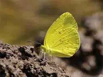 Common Grass Yellow