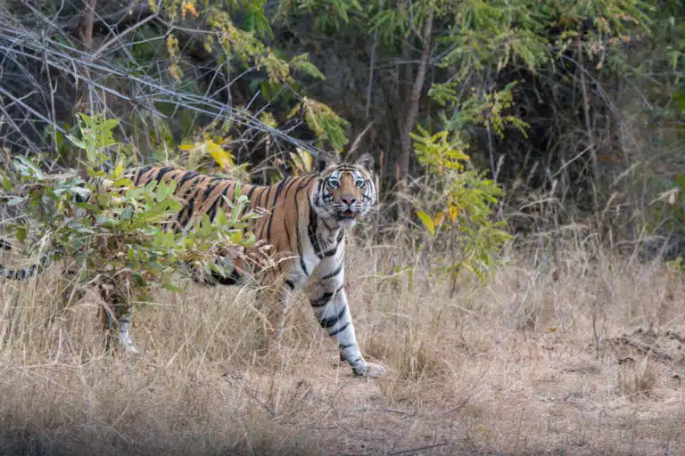 Luxury Tiger Safari in India