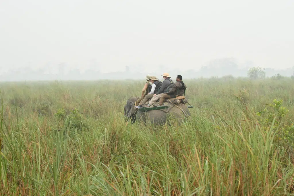 A group of tourists riding an elephant through a misty grassland during a wildlife safari. The riders, wearing hats and safari outfits, sit atop a wooden saddle while the mahout guides the elephant through the tall green grass. The foggy backdrop adds a sense of adventure and tranquility to the scene.