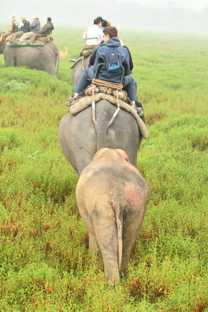 A group of people riding elephants through a lush green grassland, viewed from behind. A young elephant walks closely behind an adult elephant carrying tourists on a saddle. The scene is set in a misty, natural environment, suggesting a wildlife safari experience.