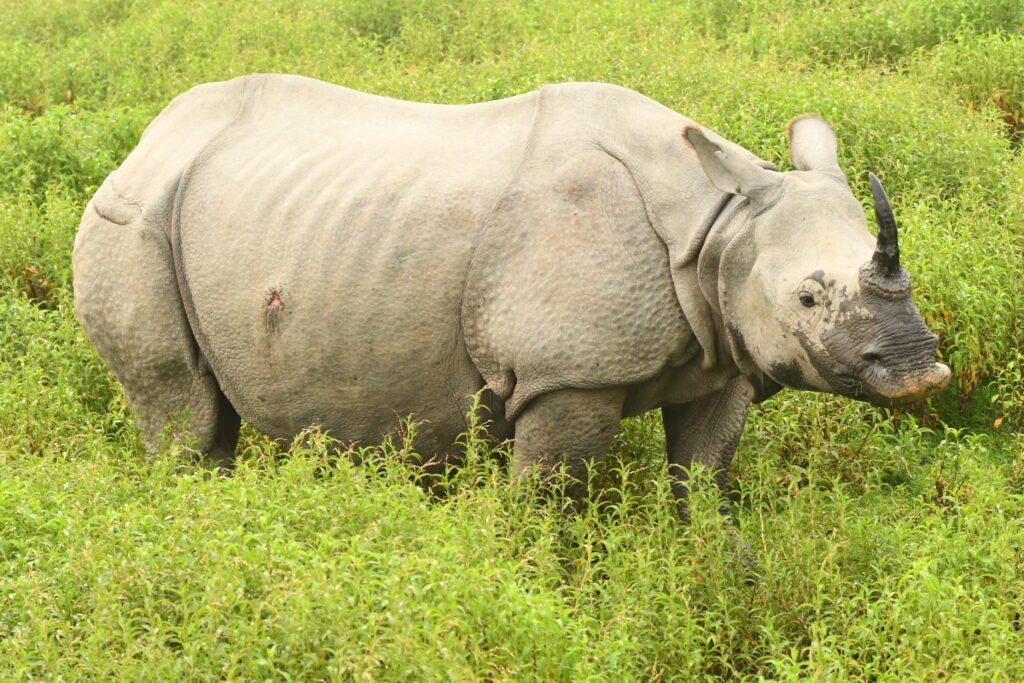 A one-horned rhinoceros standing in a lush green grassland. Its thick, armor-like skin is covered in natural folds and textures, and its strong, curved horn is prominently displayed. The rhino appears calm as it gazes ahead in its natural habitat.