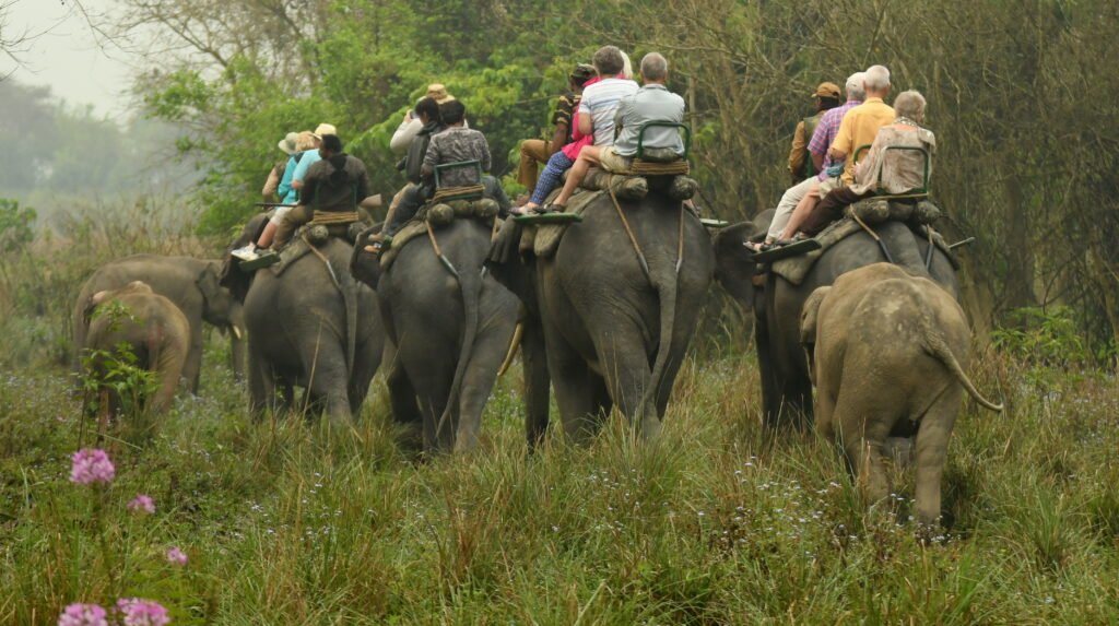 A group of tourists riding on elephants through a lush green forest during a wildlife safari. The elephants, carrying multiple riders on wooden saddles, walk through tall grass, accompanied by a baby elephant. The scene captures the essence of eco-tourism and adventure in a natural setting.