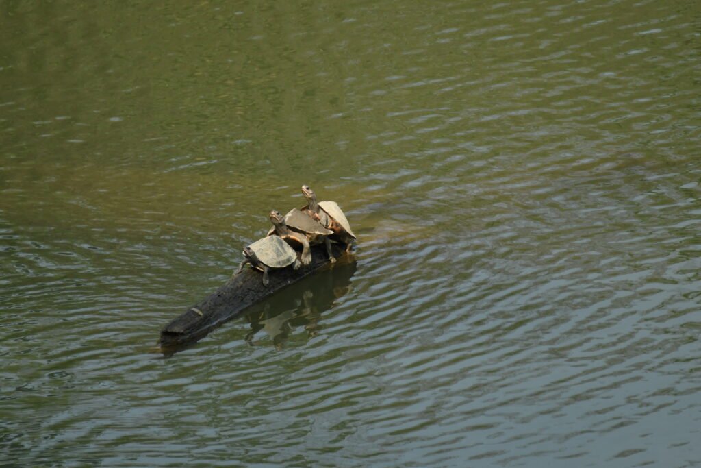 A group of turtles basking in the sun on a partially submerged log in a calm water body. The turtles appear to be enjoying the warmth as they rest closely together, while the gentle ripples on the water add to the serene atmosphere of the scene. A perfect display of wildlife in harmony with its natural habitat.