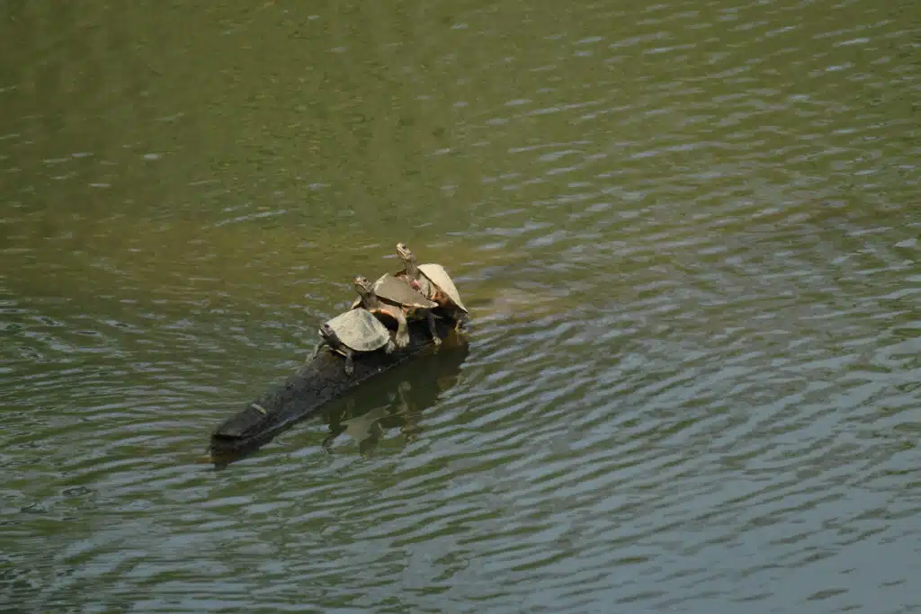 A group of turtles basking in the sun on a partially submerged log in a calm water body. The turtles appear to be enjoying the warmth as they rest closely together, while the gentle ripples on the water add to the serene atmosphere of the scene. A perfect display of wildlife in harmony with its natural habitat.