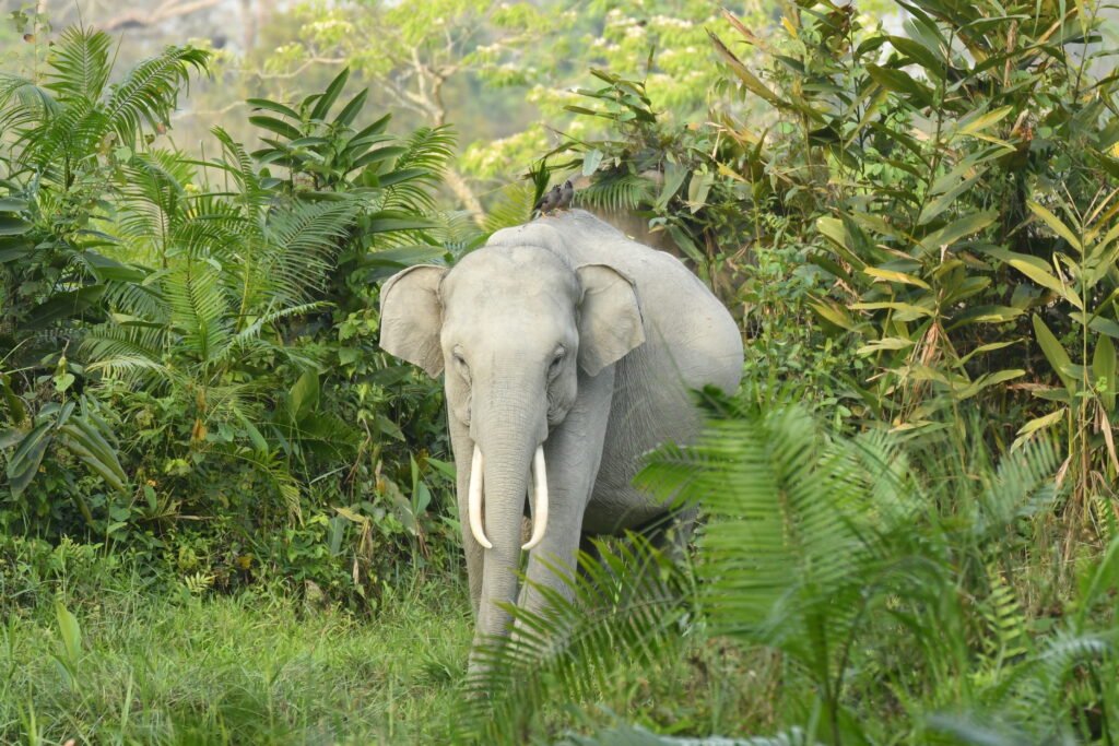 A majestic adult elephant with long, curved tusks standing amidst lush green vegetation in a dense jungle. The elephant's large ears and strong trunk are visible as it gazes forward, blending harmoniously with the surrounding tropical foliage.