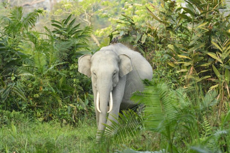 A majestic adult elephant with long, curved tusks standing amidst lush green vegetation in a dense jungle. The elephant's large ears and strong trunk are visible as it gazes forward, blending harmoniously with the surrounding tropical foliage.