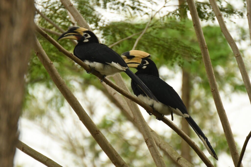 A pair of Oriental Pied Hornbills perched gracefully on a tree branch, their striking black-and-white plumage and distinctive yellow casques standing out against the lush green backdrop. These magnificent birds, known for their strong pair bonds, symbolize the beauty and harmony of nature. Their watchful eyes and sharp beaks highlight their keen adaptability in the wild.