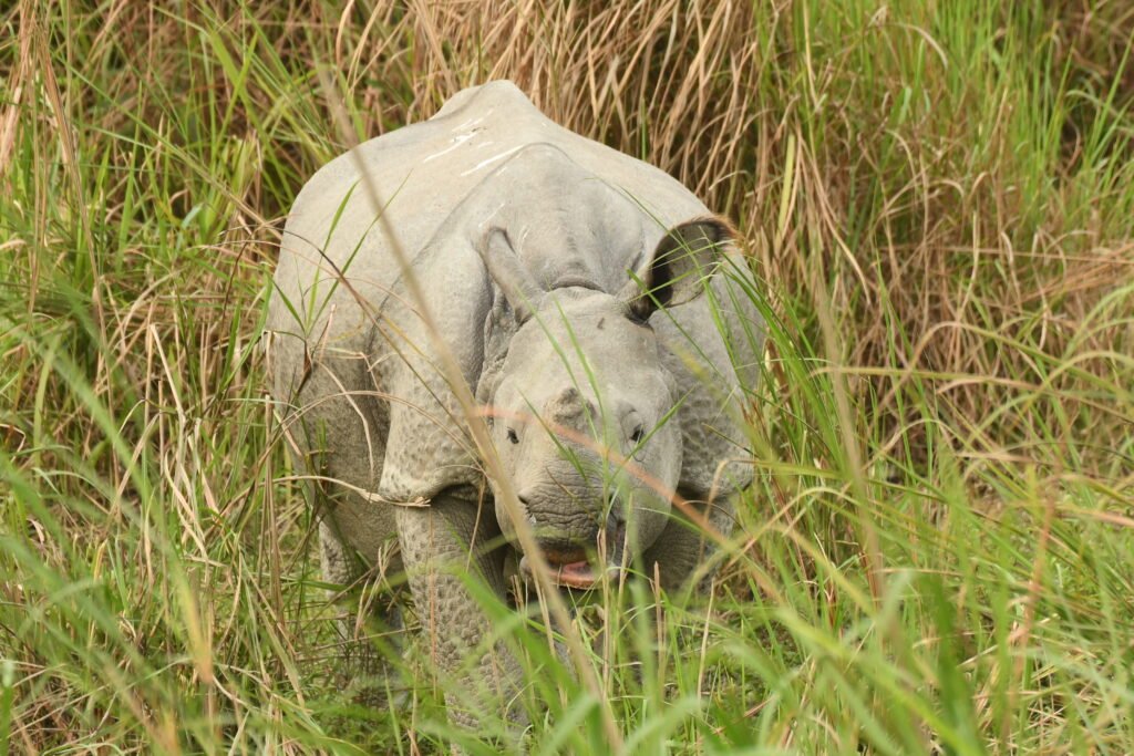 A young Indian rhinoceros standing in tall green grass, partially obscured by vegetation. The rhino has thick, grayish skin with characteristic folds, giving it an armored appearance. Its ears are perked up, and its mouth is slightly open, appearing to be in motion in a natural grassy habitat.