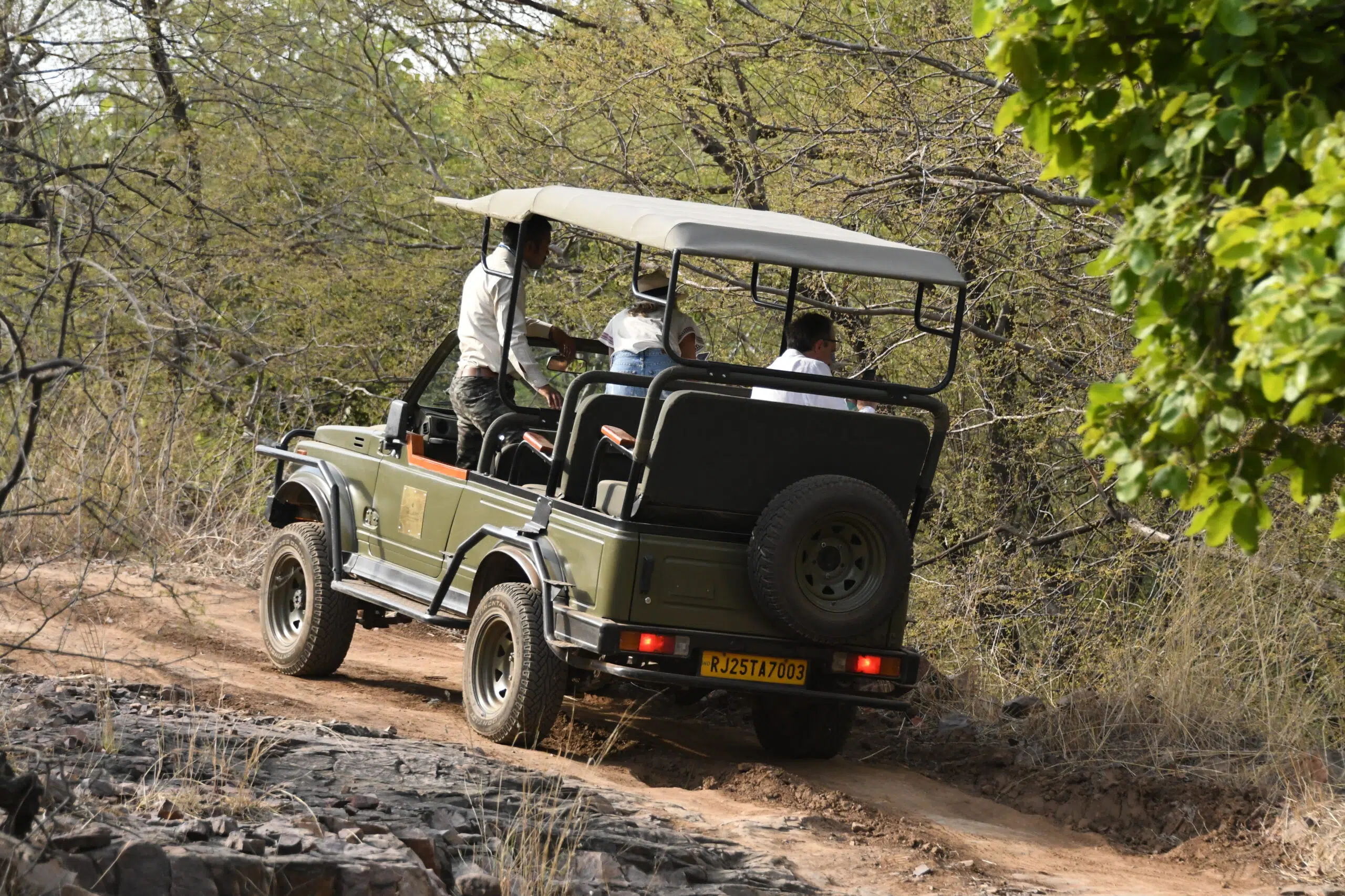 A safari jeep carrying tourists traverses the rugged trails of Ranthambore National Park, Rajasthan, India. Surrounded by dry forest vegetation, the vehicle offers a closer experience of the park's rich wildlife and scenic beauty.