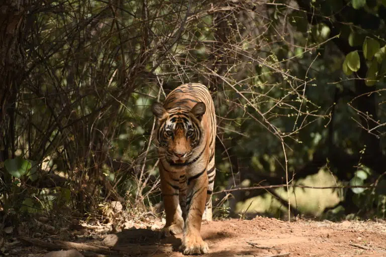 A striking tiger confidently walks through the dense forest of Ranthambore National Park, Rajasthan, India.