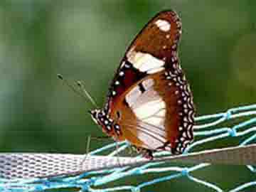 Danaid Eggfly