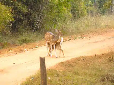 Detailed Travel Information Guide for Bandhavgarh