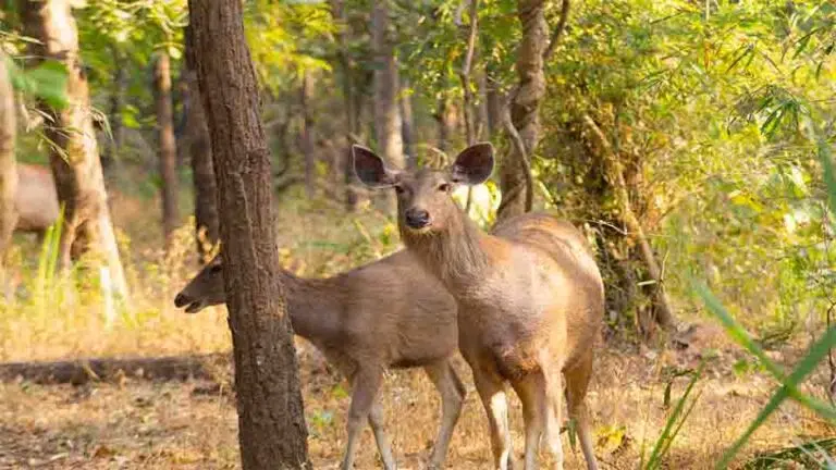 Do's and don'ts of Tiger Safari in Bandhavgarh