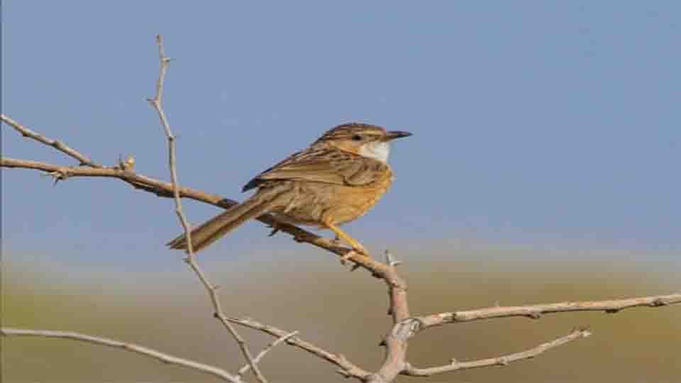 A small brown bird perched on a dry branch, with a clear blue sky in the background.