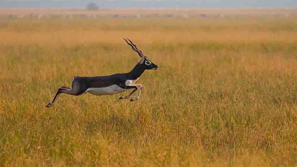 A blackbuck mid-air while jumping across a golden grassy field during daylight.